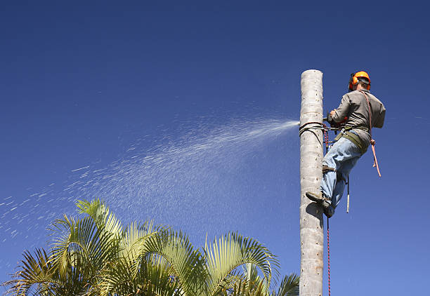 Landscape Design and Installation in Mcqueeney, TX