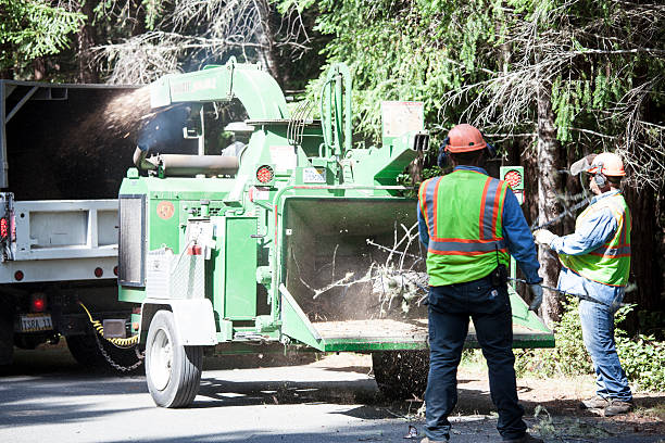 Reliable Mcqueeney, TX Tree Care Solutions